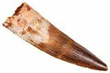 Fossil Spinosaurus Tooth - Real Dinosaur Tooth #380999-1